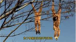 猴王争霸开始了，他们在高高的树上打起来了，真是惊险的一幕#动物世界#野生动物零距离#猴子#动物世界的战斗