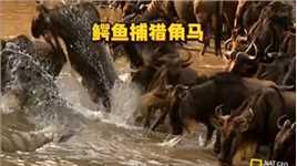 鳄鱼埋伏在河里，当角马前来喝水，就是它饱餐一顿的时候了#动物世界#野生动物零距离#弱肉强食的动物世界#鳄鱼#角马