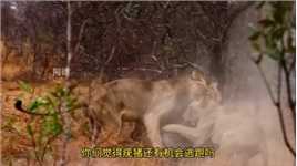 3只亚成年狮子刨洞抓疣猪，猪在家中坐，祸从天上来#野生动物零距离#狮子#弱肉强食的动物世界#动物世界#疣猪