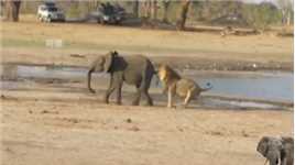 可怜的小象脱离族群，被狮子夫妇袭击#野生动物零距离#弱肉强食的动物世界#狮子#大象#动物世界