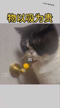 老登，你当初说铃铛是纯金打造的#搞笑宠物配音#看一遍笑一遍#猫咪