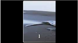 挑战冰岛，贝爷不仅泡上了温泉，还见到了搁浅的鲸鱼！