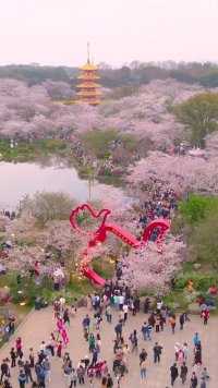 带你心爱的人来一次武汉东湖樱花花海吧，看一场浪漫的樱花花海。