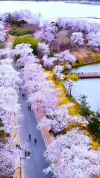 带你最爱的人来一次武汉东湖樱花园，看一场浪漫的樱花吧！