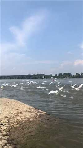 多瑙河的天鹅向天歌