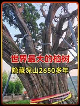 世界最大的柏树竟藏在山西深山之中，树龄2650多年，需要10几个人手拉手才能抱住，被称为华夏第一柏！