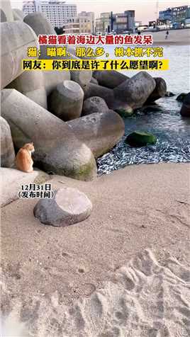 橘猫看着海边大量的鱼发呆，猫：喵啊，那么多，根本抓不完！
