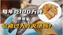 中国每年吃掉100万吨带鱼！产量逐年减少，带鱼会被吃灭绝吗？