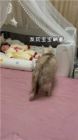 这就是猫对宝宝最简单纯粹的爱！
