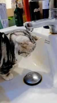  小猫咪能有什么坏心眼，他只是要洗头头、洗爪爪、洗脸脸