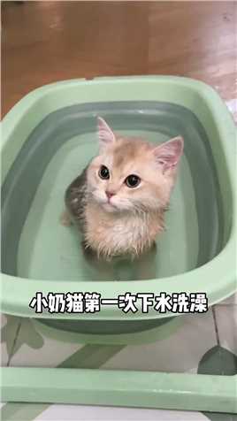 小奶猫第一次下水洗澡，会有什么反应？ 