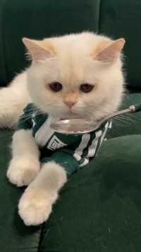小猫咪不喝水怎么办？ 