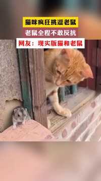 猫咪疯狂挑逗老鼠  老鼠全程不敢反抗 网友:现实版猫和老鼠