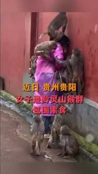 近日 贵州贵阳女子遭黔灵山猴群包围索食