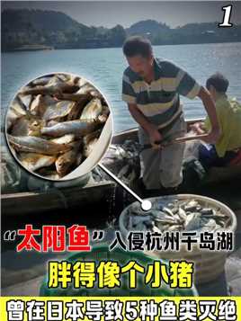 太阳鱼入侵杭州千岛湖，曾在日本导致5种鱼灭绝，在我国能泛滥吗#资讯#太阳鱼#野生动物#涨知识#科普一下 (1)