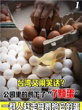 台湾又闹笑话？公园里的鹅下了7颗蛋，一群人赶走母鹅抢它的蛋#资讯#台湾鸡蛋供应不足#时事#涨知识 (1)