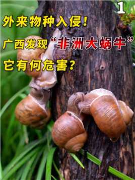 外来物种入侵！广西发现“非洲大蜗牛”，它有何危害？#科普知识#不明生物#知识分享#社会百态 (1)