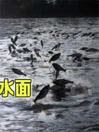 台湾地震前，有民众拍到鱼群跳出水面，真的是巧合吗？#科普一下#台湾地震#涨知识#地震预警 (3)