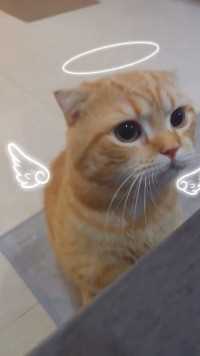 世界上如果真的有天使那一定是小猫咪吧😘