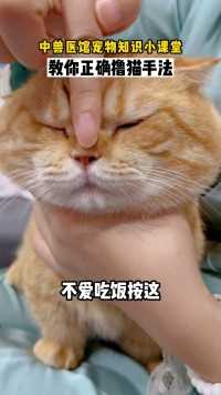 中医教你正确撸猫手法，你学会了吗？