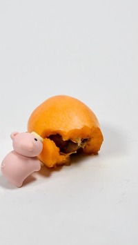 猪猪吃一个枇杷呀～