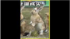 澳大利亚百亿只野兔泛滥成灾，为何当地人不敢吃？现实原因没法吃，奇闻趣事动物冷知识 (3)