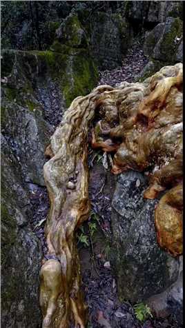 贵州深山发现一颗千年古树，根茎虎踞龙盘于乱石岗，这是什么树根茎这么漂亮？