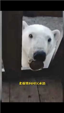 北极熊舌头被卡住，向附近的村民求助。