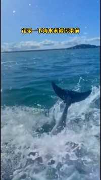 还未被污染的海水，海豚们欢快地在水上跳跃，这本就是属于大家的海洋。
