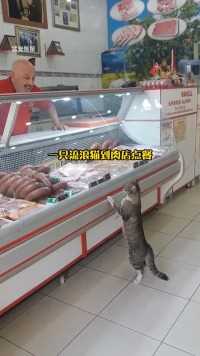 到肉店“点餐”，善良的老爷爷给了他吃的，就这样猫咪每天都会来店里，可就在一年后，小猫突然离世了。