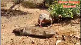 科莫多巨蜥掏野猪肚子续集来了！动物世界科莫多巨蜥