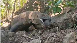 科莫多巨蜥吞下野猪只需要三口！科莫多巨蜥动物世界野猪百亿流量扶持