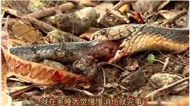 眼镜王蛇以毒蛇为食！动物世界百亿流量扶持眼镜王蛇蛇