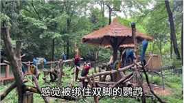 杭州动物园真的是宝藏！ 一杯奶茶钱的门票，这性价比一点也不像杭州的物价！#杭州 #杭州旅游 #周末去哪儿 #杭州动物园 #动物园