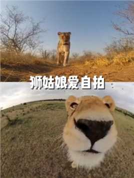 我是西狮 #狮子 #监控摄像头 #搞笑脑洞回收站 