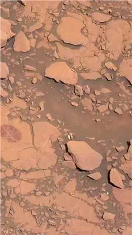 好奇号在火星表面拍到一块奇怪的岩石。我觉得它像一片树叶的化石，你觉得呢？