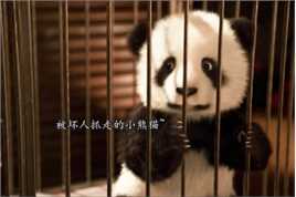听说四川人人手一只大熊猫？