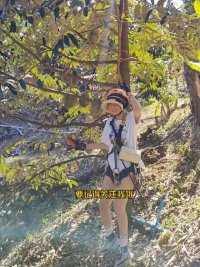 在泰国山上飞了几公里，终于找到榴莲树了！#榴莲爱好者 #泰国 #泰国榴莲原产地 #爬树高手