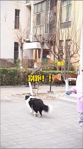 王婧菲说：闺蜜的狗，不用白不用！