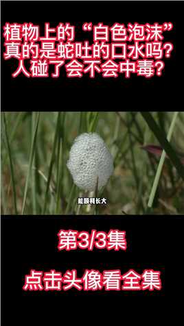 植物上的“白色泡沫”，真的是蛇吐的口水吗？人碰了会不会中毒？植物猎奇科普 (3)
